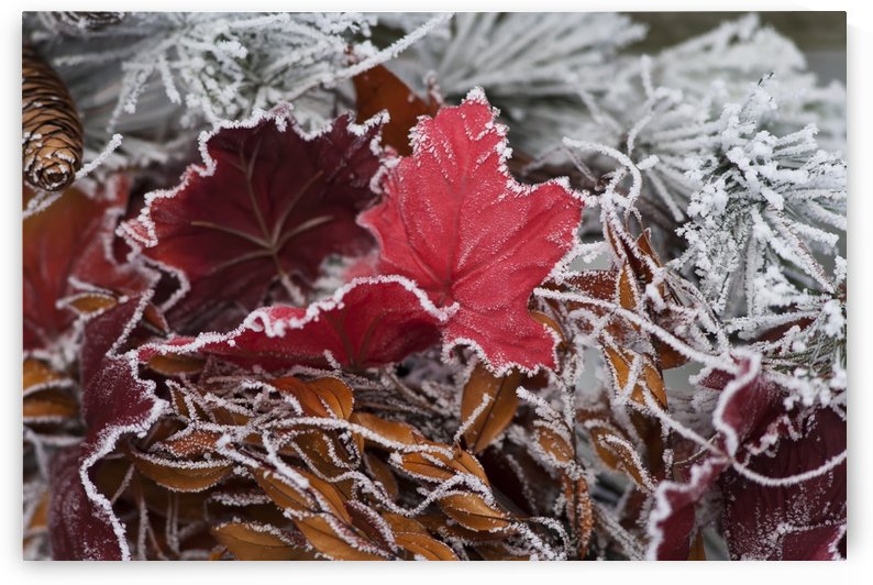 Hoarfrost covers holiday decorations on a wreath, Christmas season; Minnesota, United States of America by PacificStock