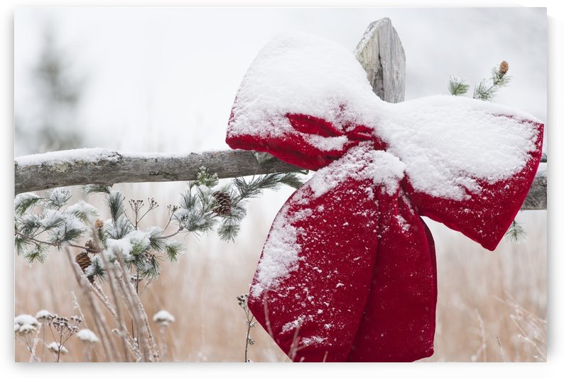 Fresh snow on holiday bow and decorations on fence post, Christmas season; Minnesota, United States of America by PacificStock