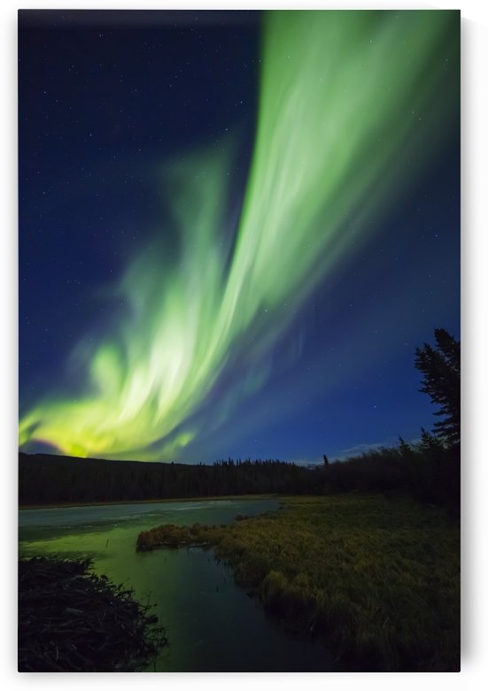 A bright band of aurora borealis stretches across the sky over a frozen beaver pond; Alaska, United States of America by PacificStock