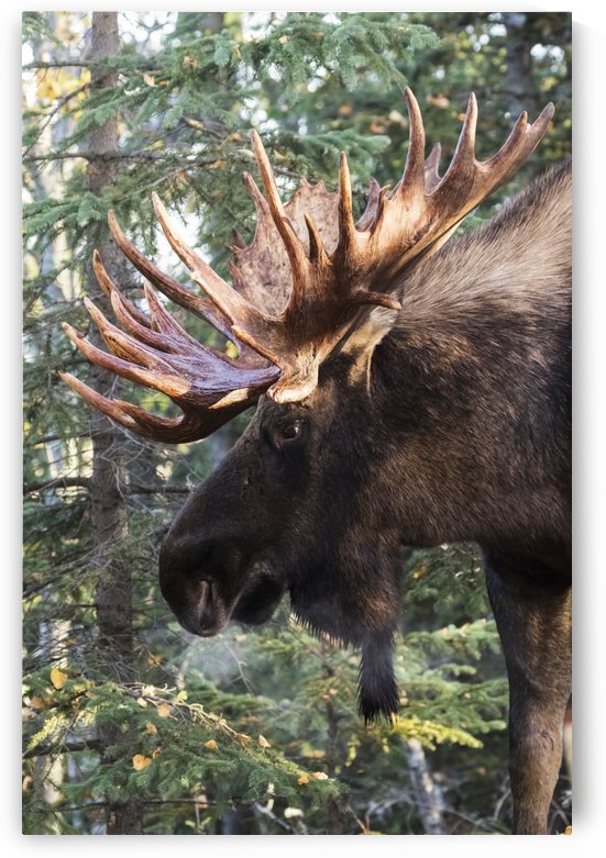Bull moose (alces alces) with antlers standing beside trees in a forest, South-central Alaska; Alaska, United States of America by PacificStock