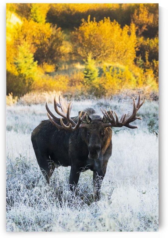 Bull moose (alces alces) in a frosty field in autumn at sunrise on a cold morning, South-central Alaska; Anchorage, Alaska, United States of America by PacificStock