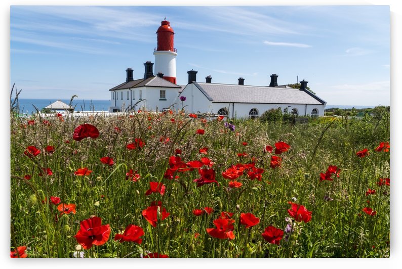 Souter Lighthouse with a field of red poppies in the foreground; South Shields, Tyne and Wear, England by PacificStock