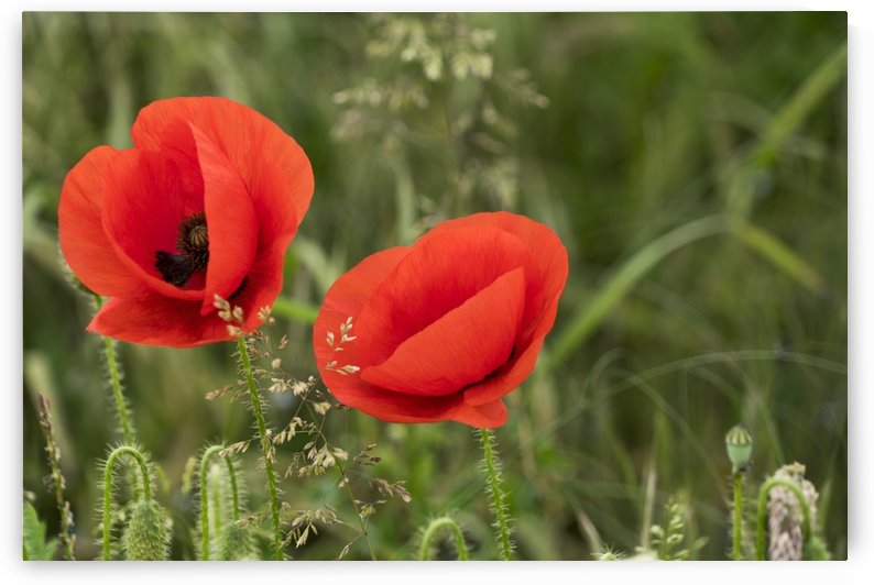 Close up of red poppies blossoming; South Shields, Tyne and Wear, England by PacificStock