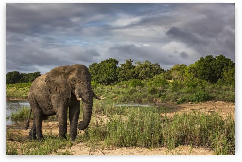 African Elephant (Loxodonta) walking in Sabi Sand Game Reserve; South Africa by PacificStock