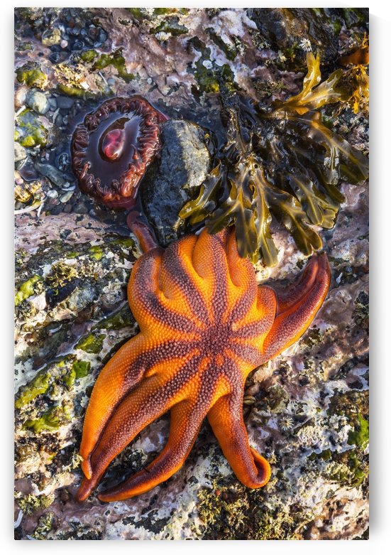 Detail view of sea stars and anemones in a tidal pool, Hesketh Island, Homer, Southcentral Alaska, USA by PacificStock