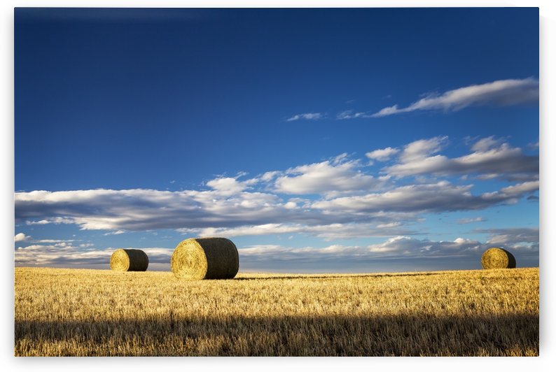Hay bales in a clear cut field highlighted by the sun with dramatic clouds and blue sky; Alberta, Canada by PacificStock