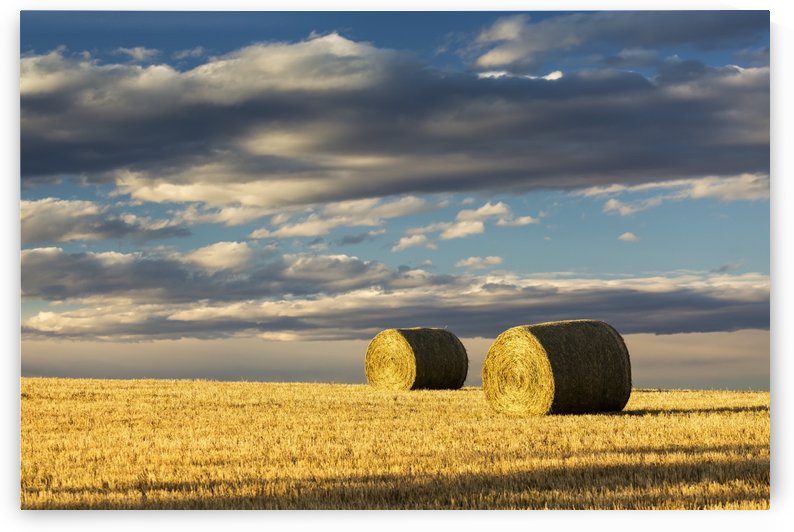 Hay bales in a clear cut field highlighted by the sun with dramatic clouds and blue sky; Alberta, Canada by PacificStock
