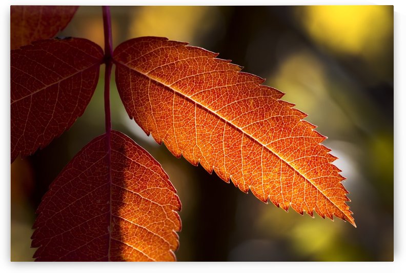 Close up of colourful mountain ash leaves in autumn back lit by the sun; Calgary, Alberta, Canada by PacificStock