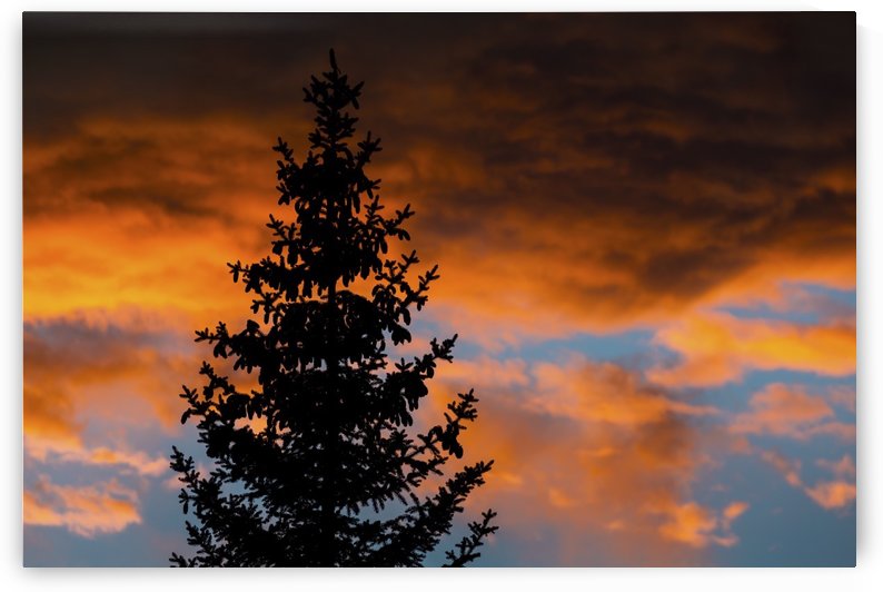 Silhouette of evergreen trees against dramatic colourful clouds at sunset; Calgary, Alberta, Canada by PacificStock