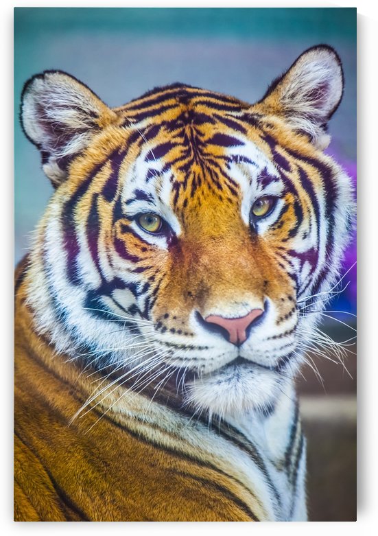 Portrait of Bengal Tiger (panthera tigris tigris) endangered species, captive; Chippewa Falls, Wisconsin, United States of America by PacificStock