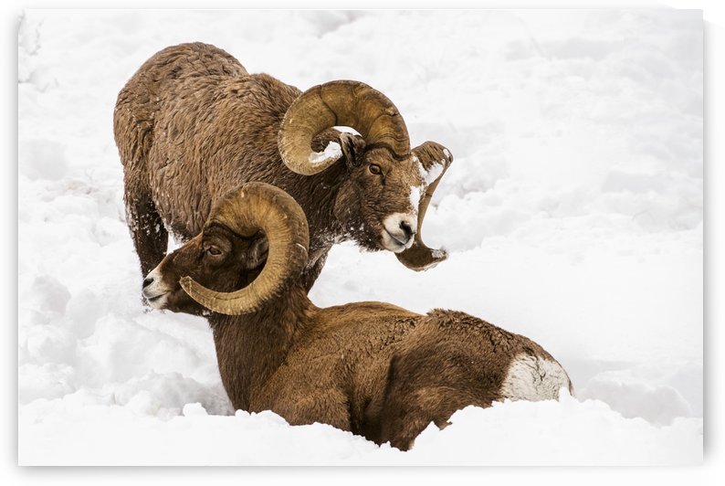 Large Bighorn Ram (Ovis canadensis) approaches another large Bighorn ram lying in the snow, Shoshone National Forest; Wyoming, United States of America by PacificStock