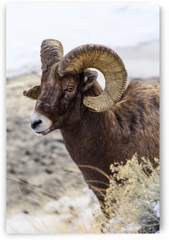 Close up of Bighorn ram (ovis canadensis) with broomed (splintered) horn tips resulting from butting heads with other rams, Shoshone National Forest; Wyoming, United States of America by PacificStock