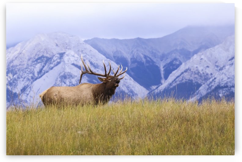 Bull elk (Cervus canadensis) bugling, Jasper National Park; Alberta, Canada by PacificStock