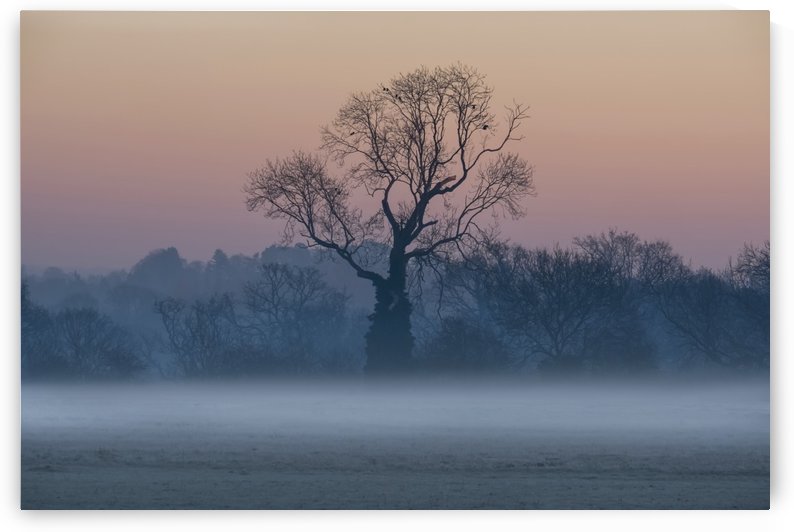 Leafless trees in the mist at sunrise; Surrey, England by PacificStock