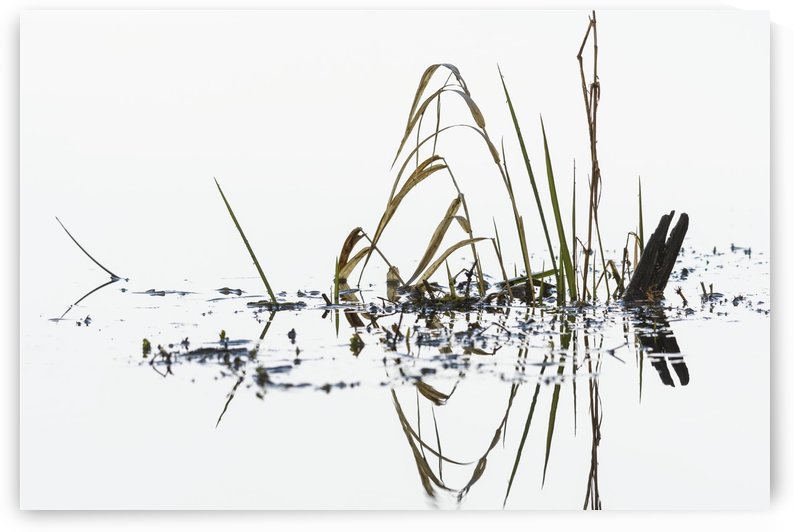 Grass grows in Coffenbury Lake; Hammond, Oregon, United States of America by PacificStock