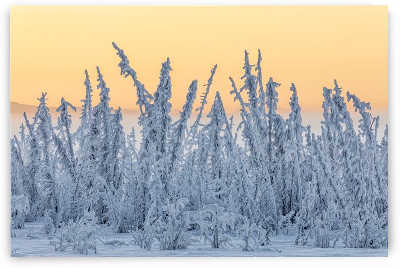 Hoarfrost covers black spruce trees as ground fog and dusk descend on Palmer Hay Flats in South-central Alaska in winter; Alaska, United States of America by PacificStock
