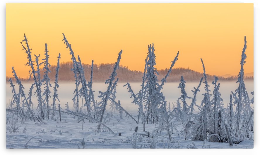 Hoarfrost covers black spruce trees as ground fog and dusk descend on Palmer Hay Flats in South-central Alaska in winter; Alaska, United States of America by PacificStock