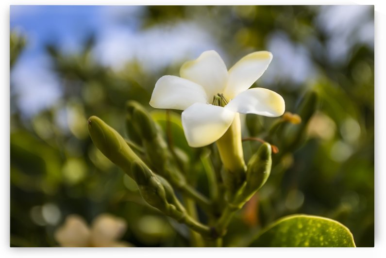 Close-up of puakenikeni flower; Lanai, Hawaii, United States of America by PacificStock