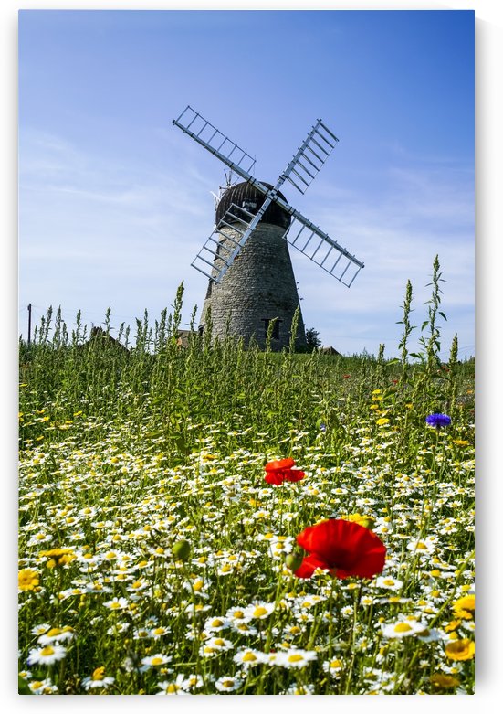 A windmill against a blue sky and cloud with a field of wildflowers in the foreground; Whitburn, Tyne and Wear, England by PacificStock