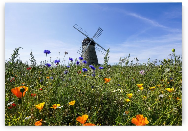 A windmill against a blue sky and cloud with a field of wildflowers in the foreground; Whitburn, Tyne and Wear, England by PacificStock
