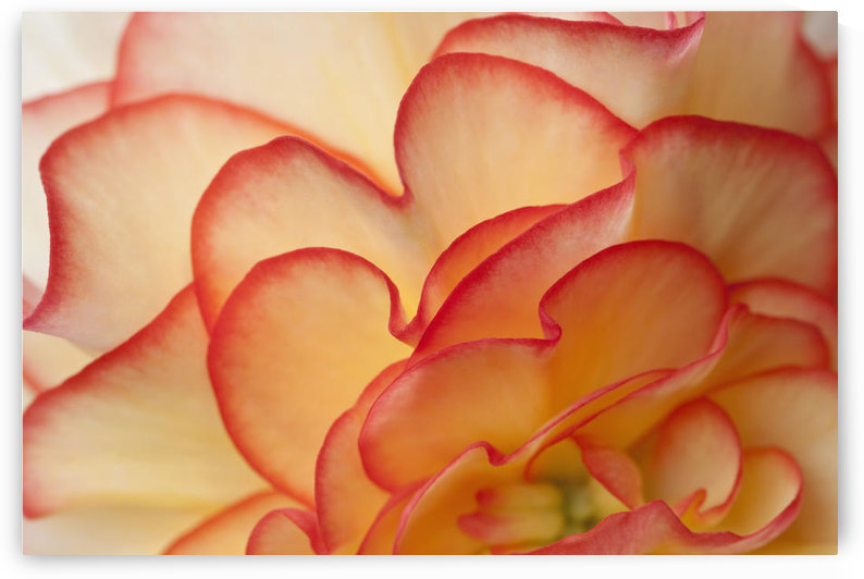 Macro View Of Begonia Petals, Girdwood, Southcentral Alaska, Summer by PacificStock