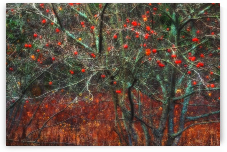 Wild apple tree in November; Bedford, Nova Scotia, Canada by PacificStock