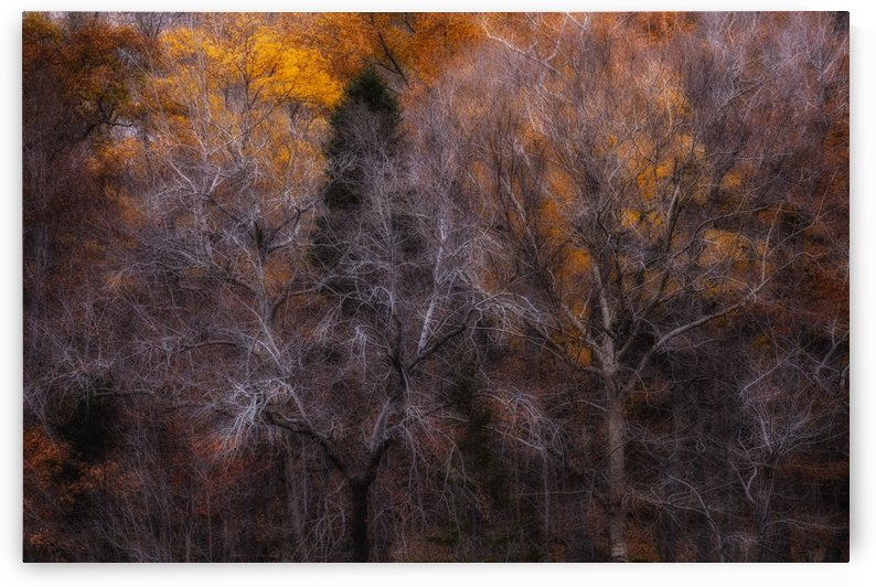 Forest in early November; Bedford, Nova Scotia, Canada by PacificStock