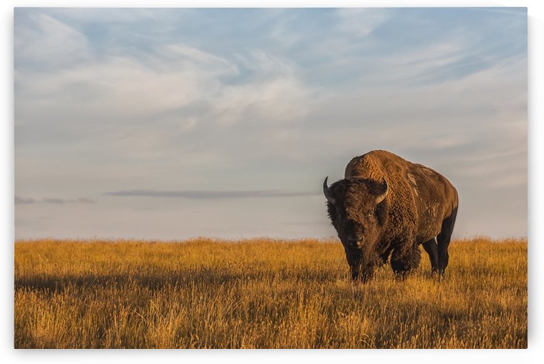 Bison (bison bison), Grasslands National Park; Saskatchewan, Canada by PacificStock