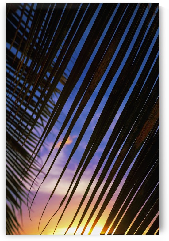 Close-up of silhouetted palm fronds with beautiful sunset color sky in the background; Honolulu, Oahu, Hawaii, United States of America by PacificStock