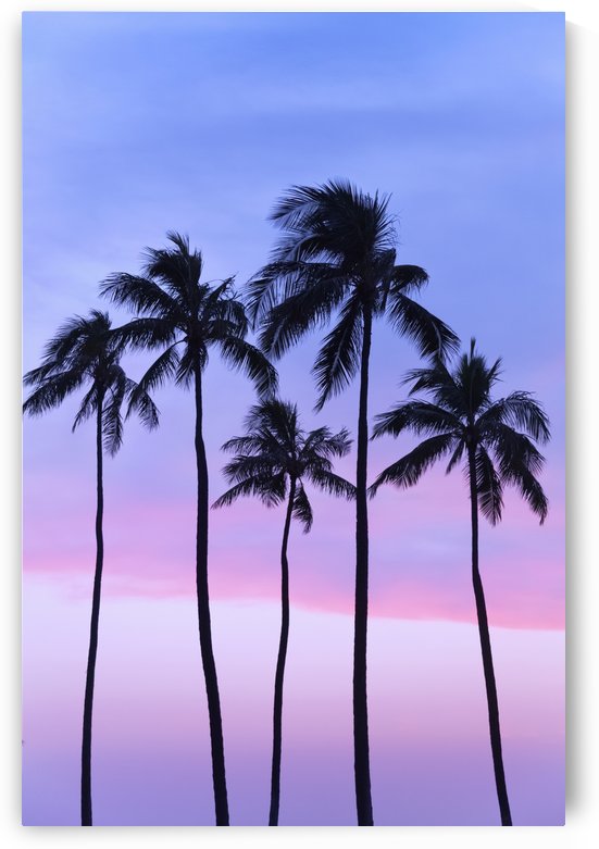 Five coconut palm trees in line with cotton candy sunset behind; Honolulu, Oahu, Hawaii, United States of America by PacificStock