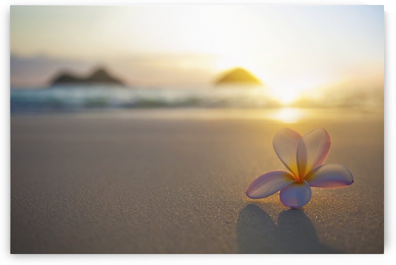 A pink plumeria flower sits on the sand of Lanikai Beach in Kailua with a view of Mokulua twin islands and the ocean at sunset in the distance; Kailua, Oahu, Hawaii, United States of America by PacificStock