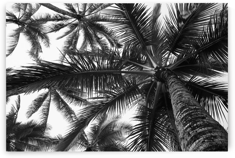 Low angle view of coconut palm trees in black and white; Honolulu, Oahu, Hawaii, United States of America by PacificStock