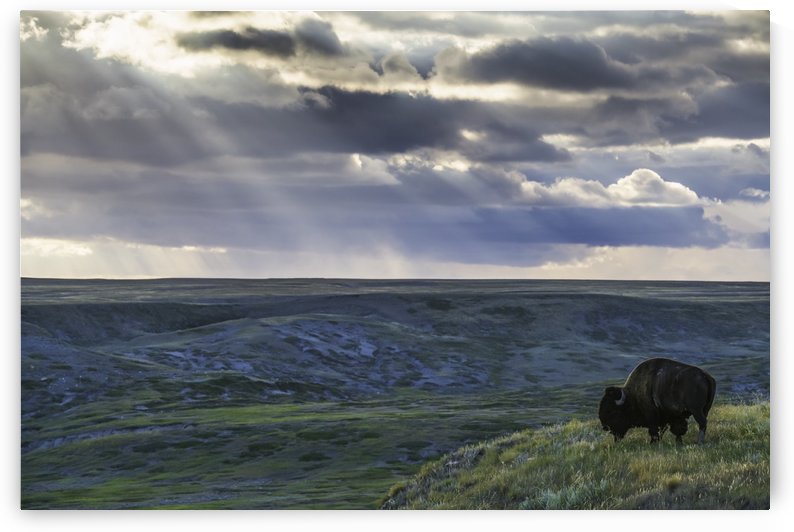 A lone bison (bison bison) grazes on the buttes of Grasslands National Park; Saskatchewan, Canada by PacificStock
