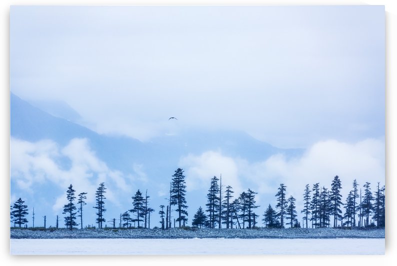 A bird flies above trees under a cloudy sky and fog on the coast of Resurrection Bay, South-central Alaska; Seward, Alaska, United States of America by PacificStock
