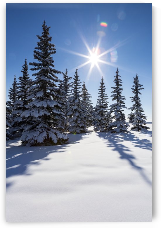 Snow covered evergreen trees on a snow covered hillside with blue sky and sun burst; Calgary, Alberta, Canada by PacificStock