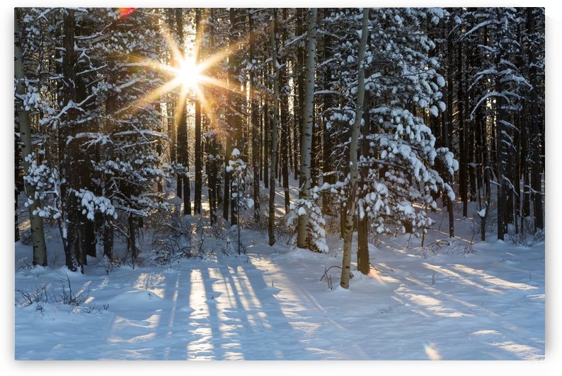 Sunburst coming through a snow covered forest; Kananaskis Country, Alberta, Canada by PacificStock