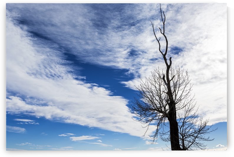 Silhouette of dead tree against a dramatic cloud formation with blue sky; Calgary, Alberta, Canada by PacificStock