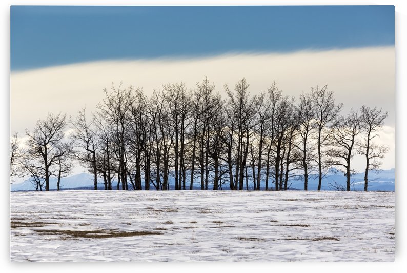 A row of trees in a snow covered field with a bank of cloud and blue sky in the background; Calgary, Alberta, Canada by PacificStock