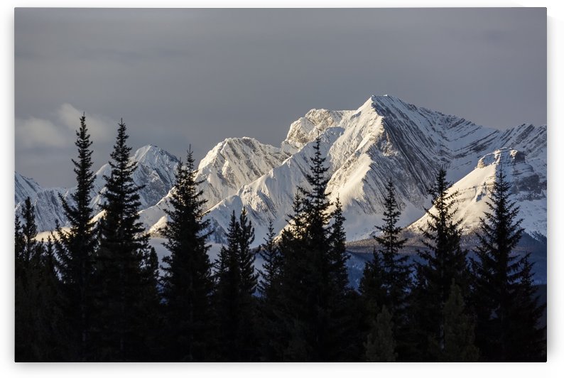Snow covered mountains with early morning light, silhouetted forest in the foreground; Kananaskis Country, Alberta, Canada by PacificStock
