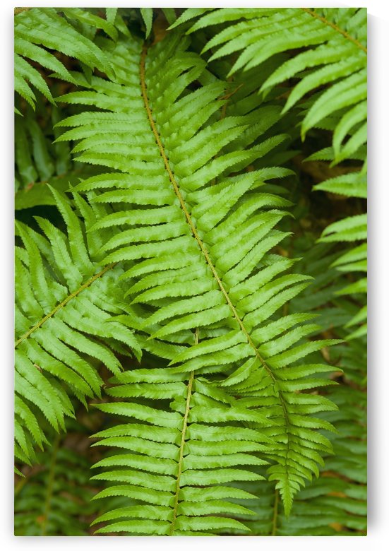 Lush, green ferns; Thetis Island, British Columbia, Canada by PacificStock