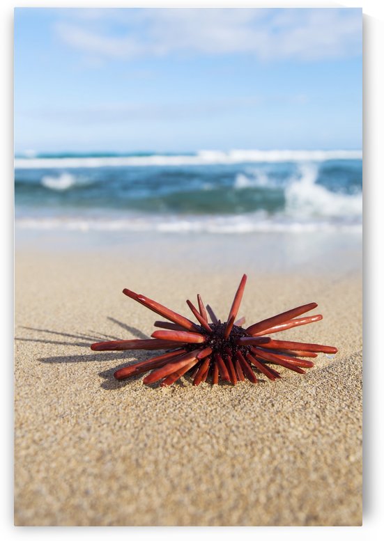 A Red Slate Pencil Urchin (Heterocentrotus Mamillatus) sounds on the sand at the beach; Honolulu, Oahu, Hawaii, United States of America by PacificStock