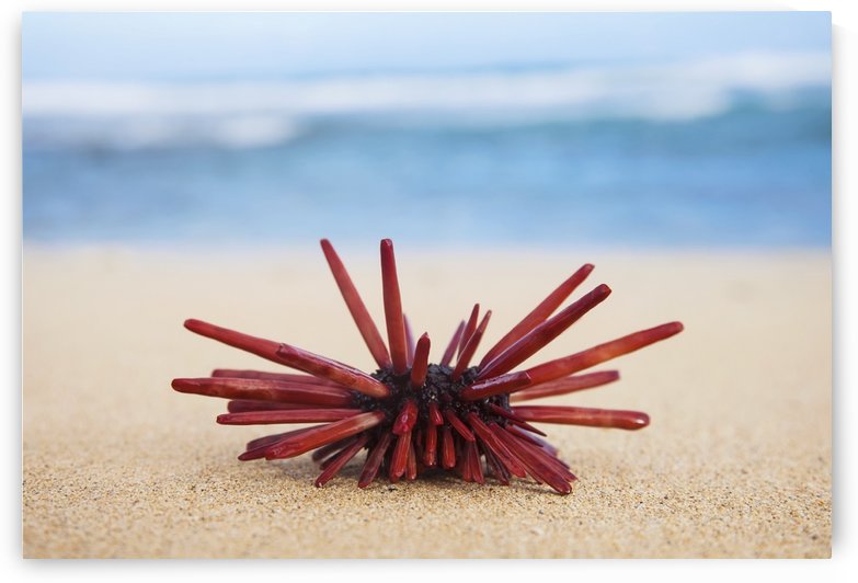 A Red Slate Pencil Urchin (Heterocentrotus Mamillatus) sounds on the sand at the beach; Honolulu, Oahu, Hawaii, United States of America by PacificStock