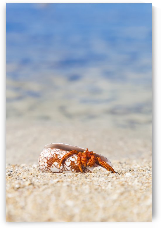 A Hawaiian sea creature, Halloween Hermit Crab (Ciliopagurus strigatus) on the sandy beach; Honolulu, Oahu, Hawaii, United States of America by PacificStock