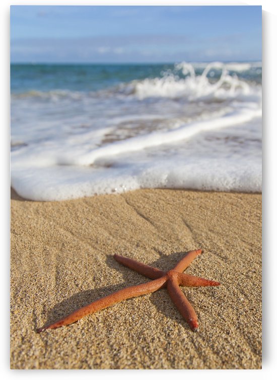 A red live Finger Starfish, also known as Linckia Sea Star, found along a sandy beach with white ocean tide washing up; Honolulu, Oahu, Hawaii, United States of America by PacificStock