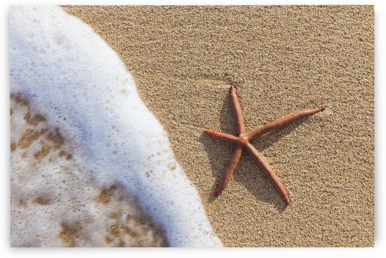 A red live Finger Starfish, also known as Linckia Sea Star, found along a sandy beach with white ocean tide washing up; Honolulu, Oahu, Hawaii, United States of America by PacificStock