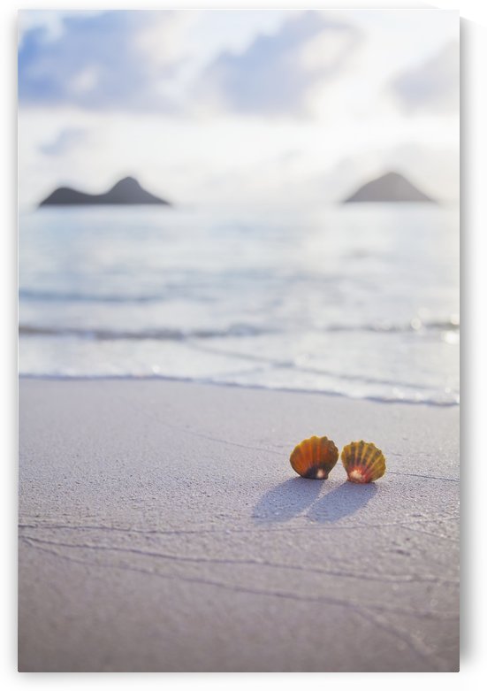 A set of two rare Hawaiian Sunrise Scallop Seashells, also known as Pecten Langfordi, in the sand at Lanikai beach, with Mokulua islands in background; Honolulu, Oahu, Hawaii, United States of America by PacificStock