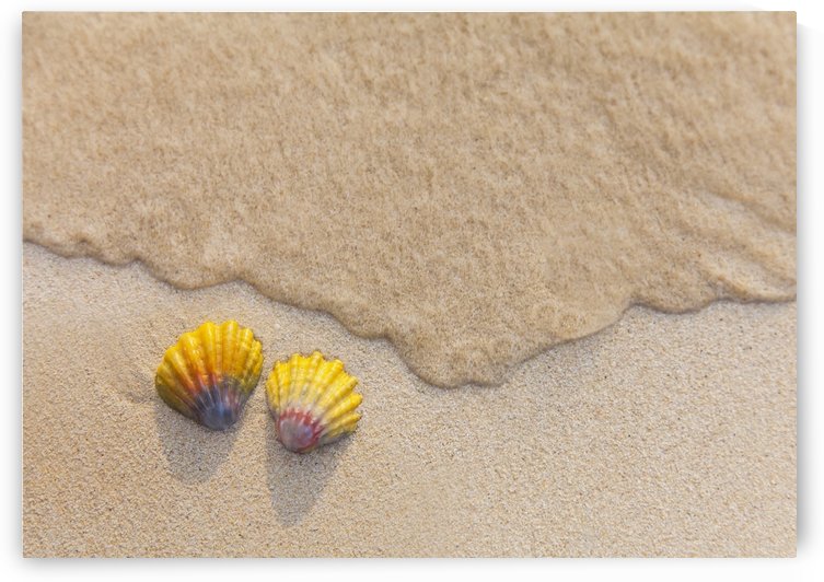 A set of two rare Hawaiian Sunrise Scallop Seashells, also known as Pecten Langfordi, in the sand at Lanikai beach; Honolulu, Oahu, Hawaii, United States of America by PacificStock
