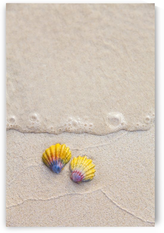 A set of two rare Hawaiian Sunrise Scallop Seashells, also known as Pecten Langfordi, in the sand at Lanikai beach; Honolulu, Oahu, Hawaii, United States of America by PacificStock