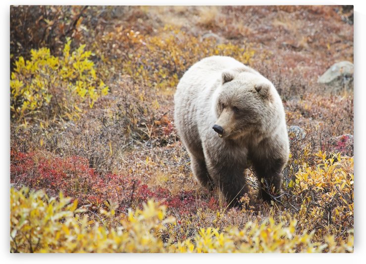 Brown Bear (Ursus Arctos) In Denali National Park With Autumn Colours;Alaska United States Of America by PacificStock