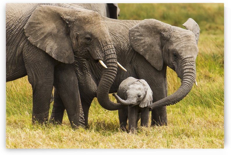African elephants walking with their young on the serengeti; Tanzania by PacificStock